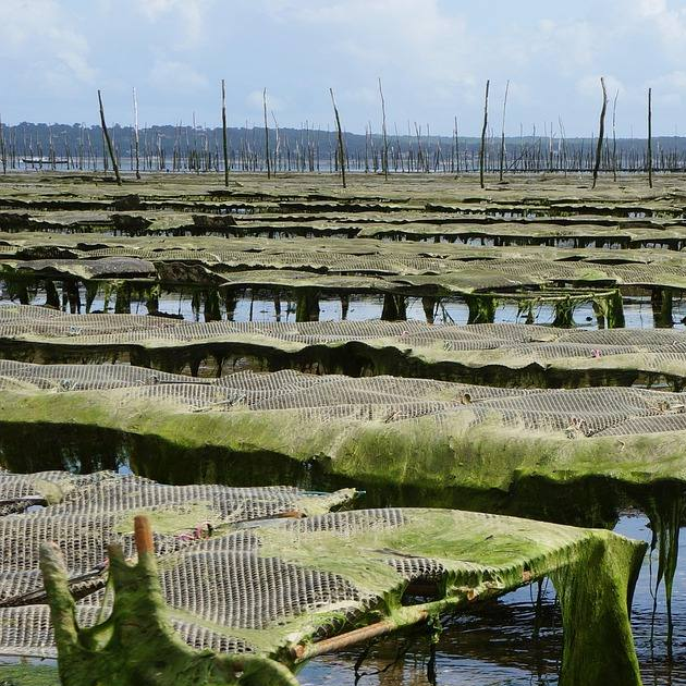 Aquaculture